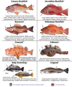RockFish1