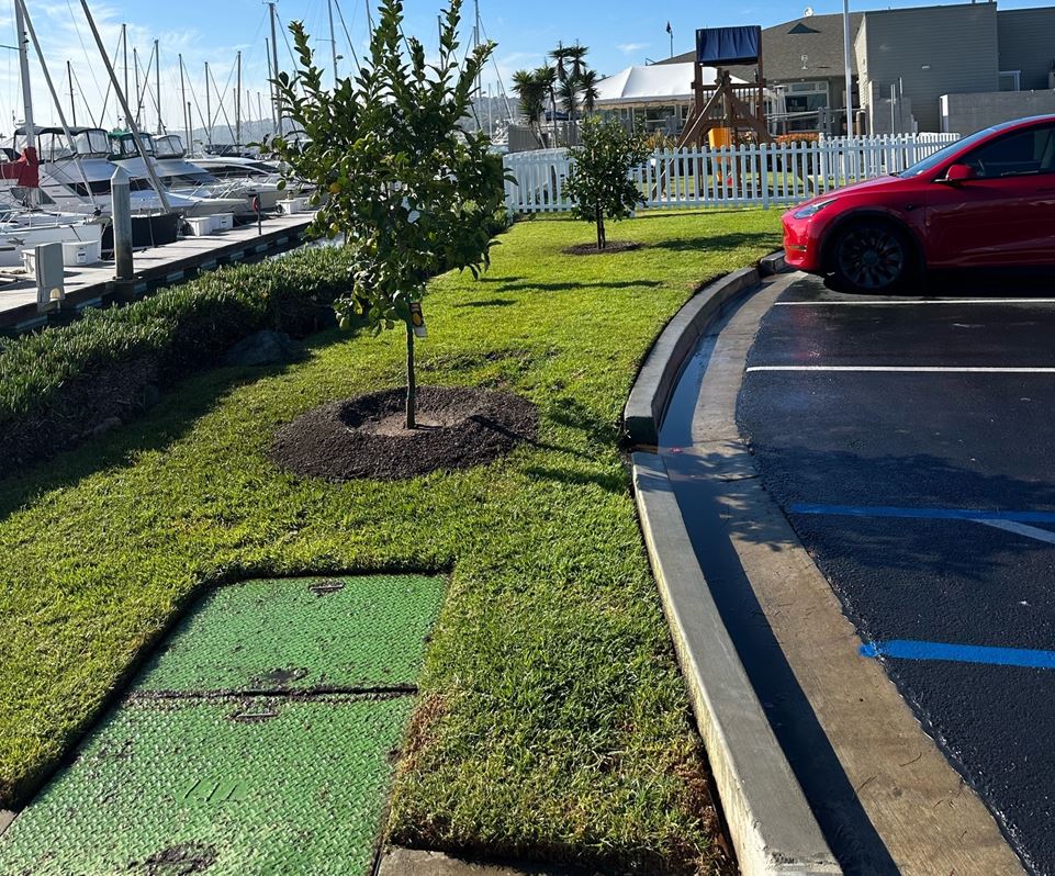 Tress Planted