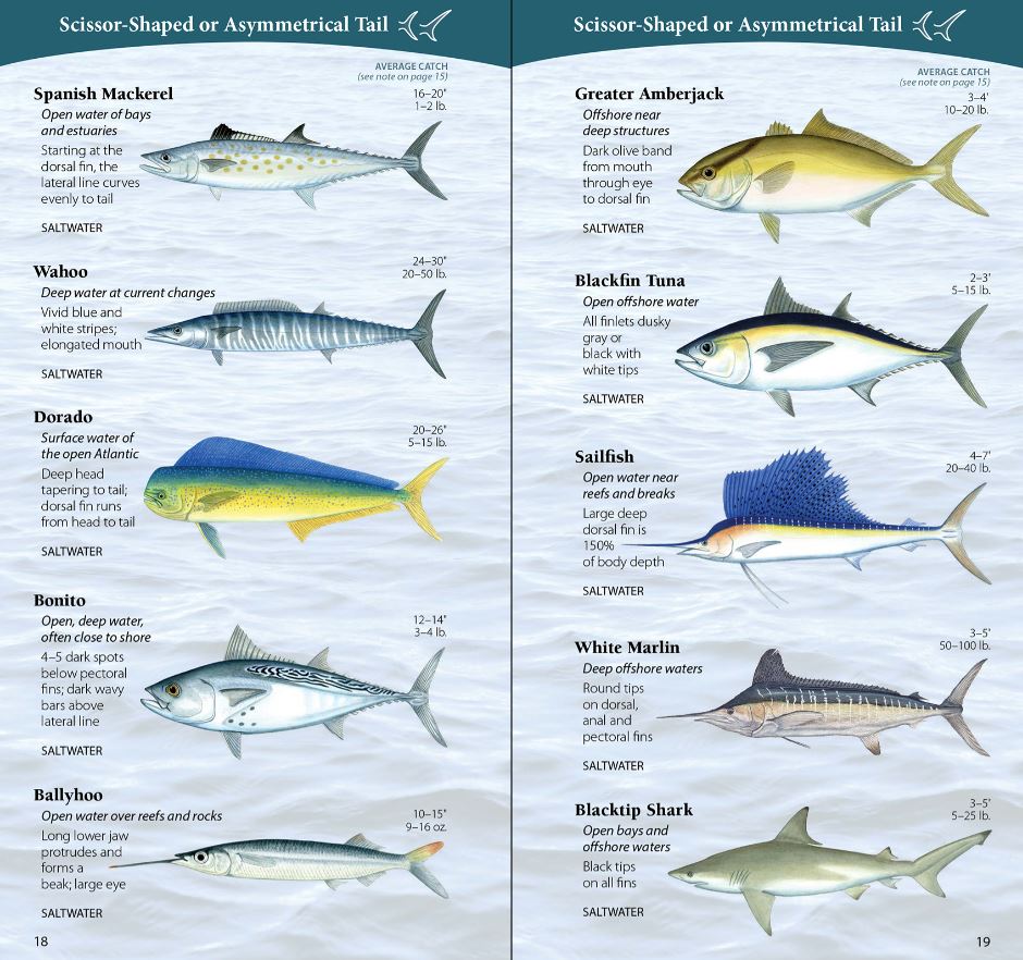 mexico sport Fish